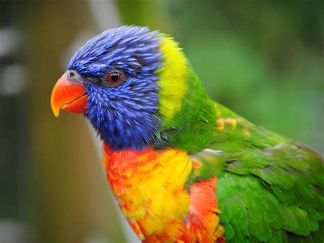 Rainbow Lorikeet Bird Facts (Trichoglossus moluccanus) | Bird Fact