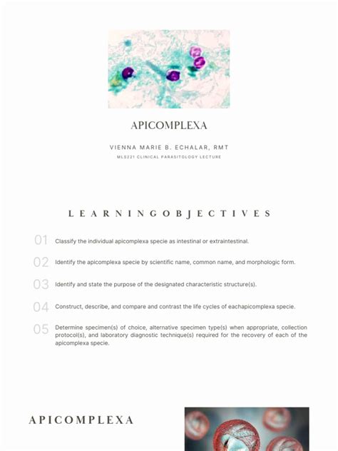 Lec 12 Apicomplexa 2 | PDF | Clinical Medicine | Diseases And Disorders