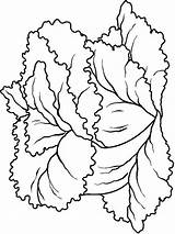 Lettuce coloring Pages sketch template