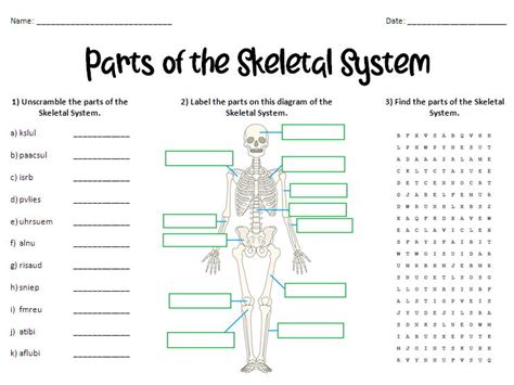 Parts of the Skeletal System Worksheet | Teaching Resources