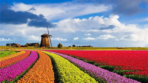 Tulip fields in the Netherlands, windmill, blossoms, clouds, colors, sky HD wallpaper | Pxfuel