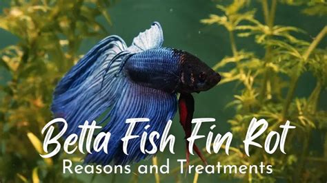 Betta Fish Fin Rot: Reasons & Treatments