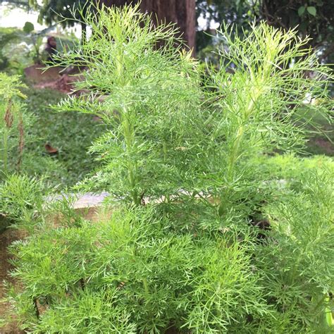 Are Fennel Plants Safe For Dogs