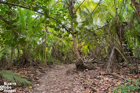 Would you like to hike or ride on this jungle path?