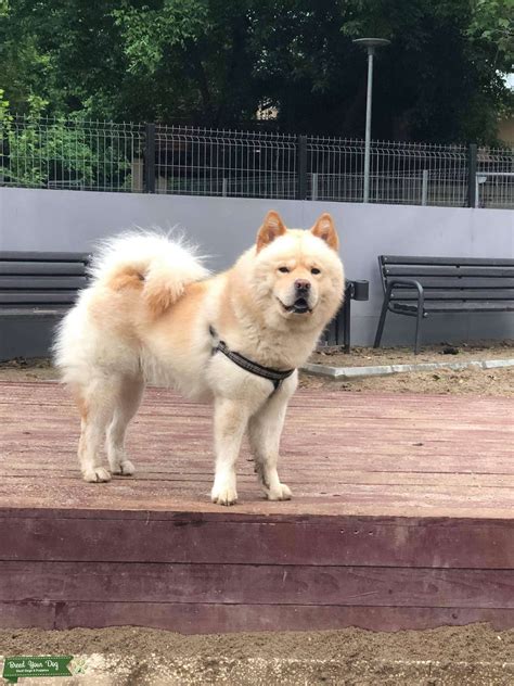 Cream Chow-Akita mix - Stud Dog in Liverpool, Merseyside, United States ...