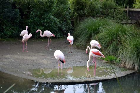 A Quick Visit To Auckland Zoo