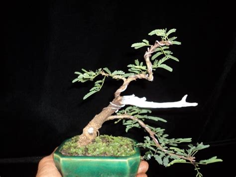 acacia for bonsai