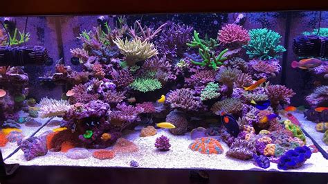 7 Best SPS Corals for Beginners • Fish Tank Advisor