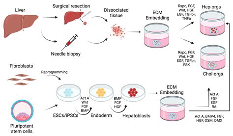 Biology | Free Full-Text | Liver Organoids: Updates on Disease Modeling ...