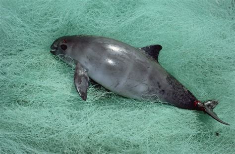 The world's smallest (and cutest) porpoise is close to extinction ...