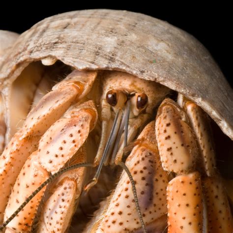 Hermit crabs, facts and photos