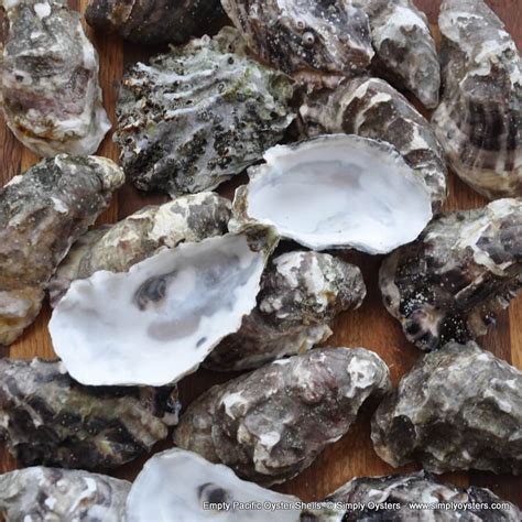 Oyster Shells | Empty & Clean Oyster Shells | Simply Oysters