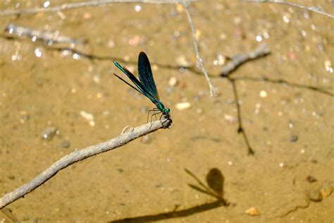 dragonfly free hd widescreen - Coolwallpapers.me!
