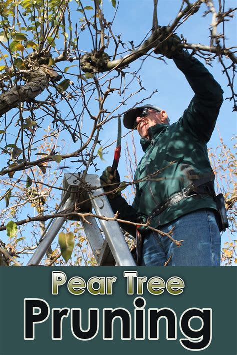 Quiet Corner:Pear Tree Pruning - Quiet Corner