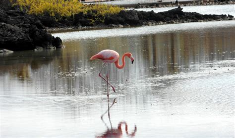 Galapagos Flamingo | Go Galapagos