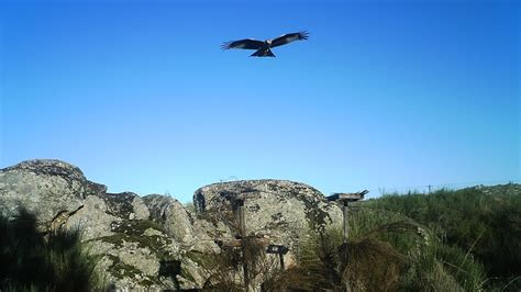 ACCIONA carries out a program for the protection of threatened birds of prey in the Monfragüe ...