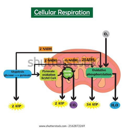 Glucose Oxidation: Over 257 Royalty-Free Licensable Stock Illustrations & Drawings | Shutterstock