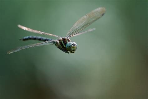 The Dragonfly Photolog - Photolog 2023