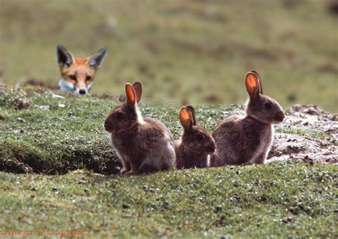 Young rabbits being watched by a fox photo WP04794