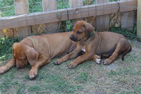 MR Ridgebacks: 42 ridgeback puppies