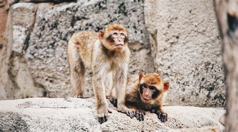 Macaques challenge the origin of tool invention - Advanced Science News