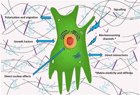 √ Connective Tissue Matrix Coloring : Extracellular Matrix Wikipedia - Tags collagen, connective ...