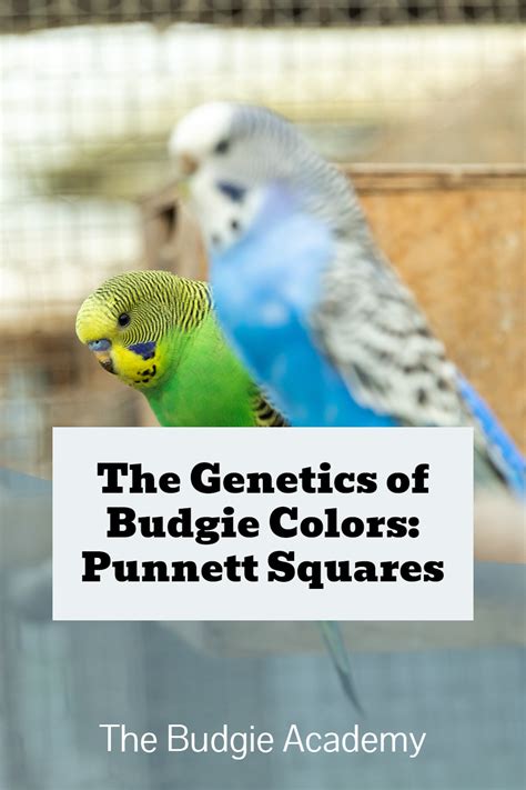 Our pet budgies come in a rainbow of colors, garnering names like opaline cinnamon, sky blue ...