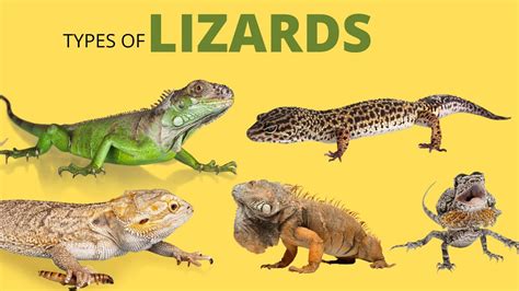 Lizard Definition, Types, Characteristics, Classification,, 44% OFF