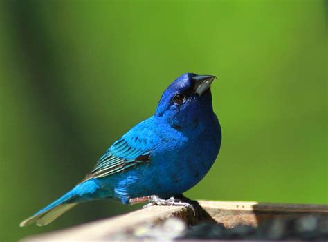 World Beautiful Birds : Indigo Bunting Birds | Interesting Facts & Latest Pictures