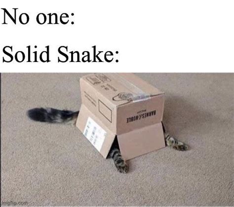 Solid snake cat : r/memes