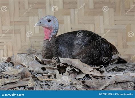 A Female Turkey is Ready To Incubate Her Eggs in the Nest. Stock Photo ...