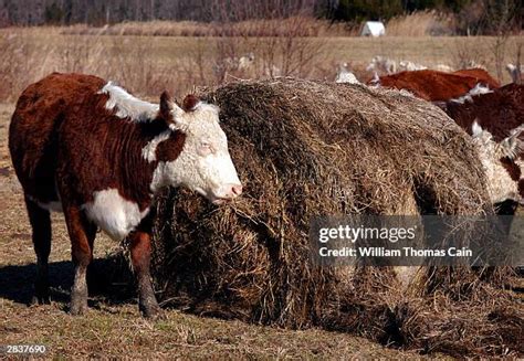 Jersey Cattle Photos and Premium High Res Pictures - Getty Images