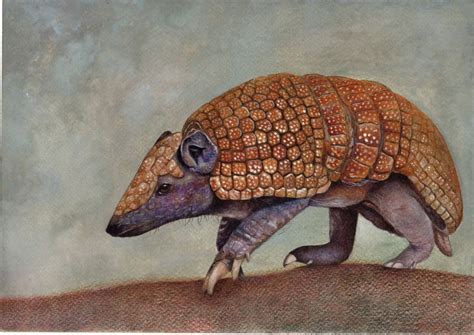 Armadillo ART Print - Etsy