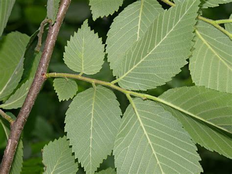 Slippery Elm facts and health benefits