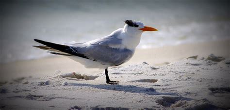 Bird On The Shoreline Photograph by Laurie Pike