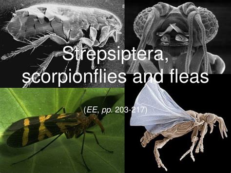 Strepsiptera Life Cycle