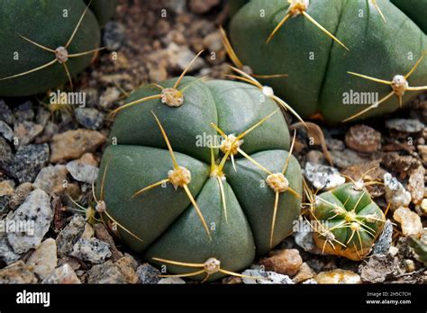 Cactus on desert garden Stock Photo - Alamy