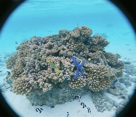 Best places for Snorkeling in Rarotonga- With Accommodation Tips