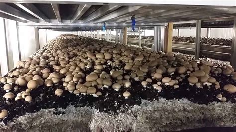 How Mushrooms are Grown - Canadian Food Focus