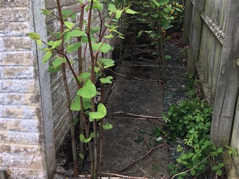 Japanese Knotweed Removal in Lincolnshire - Case Study