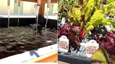 How does aquaponics work? Gardening system involving fish, recycled ...