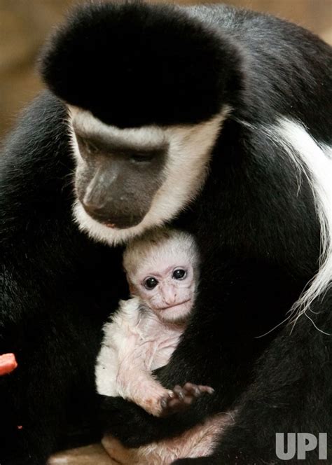 Photo: Baby colobus monkey is now on view at Saint Louis Zoo - SLP2011062105 - UPI.com