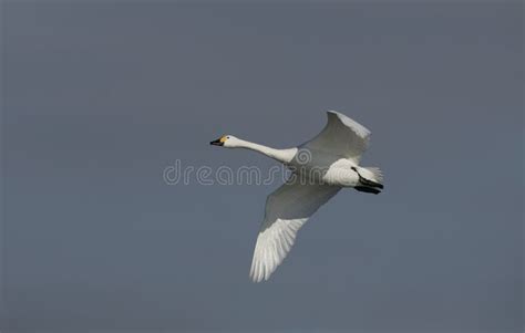 Bewicks Swan in flight. stock image. Image of arctic - 83390823