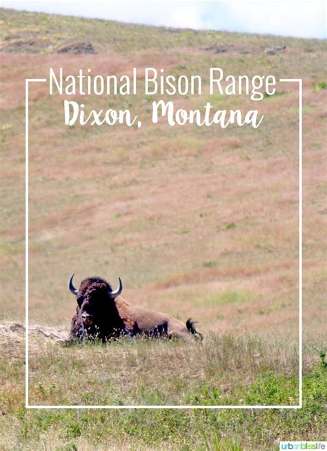 National Bison Range in Montana | Urban Bliss Life