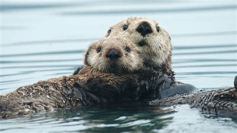 Here’s how sea otters stay warm without blubber or a large body