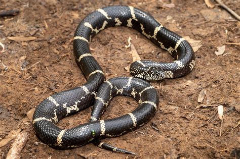 Eastern Kingsnake | South Carolina Partners in Amphibian and Reptile ...