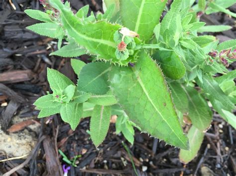What's Growing in My Salvia? [Backyard Neophyte Landscaping Blog]