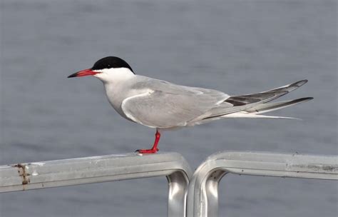 Lake Puckaway: Common Tern Nesting Rafts