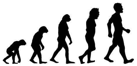 Human evolution graphic Photograph by Sergio Barrios - Fine Art America