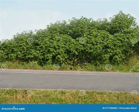 Roadside View Covered with Trees and Grass Stock Photo - Image of green, empty: 277780688